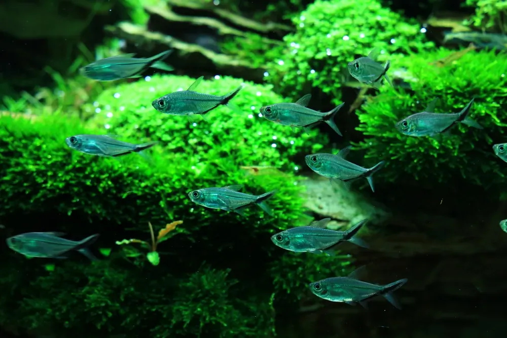 Final - The New Life of Old Stones